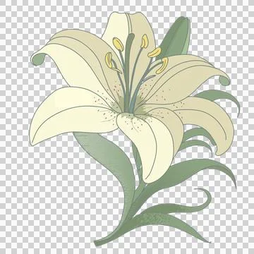 Vector lily is blooming with red-speckled cream petals and yellow stamens on Stock Illustration