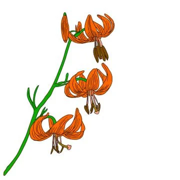 Vector lily flower isolated on white background Stock Illustration