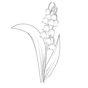Vector Lily of the Valley Flower drawing, easy Lily of the Valley Flower drawing Stock Illustration