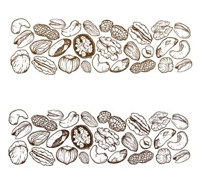 Vector line art border composition of mix nuts. Hand painted pistachio, walnu Stock Illustration