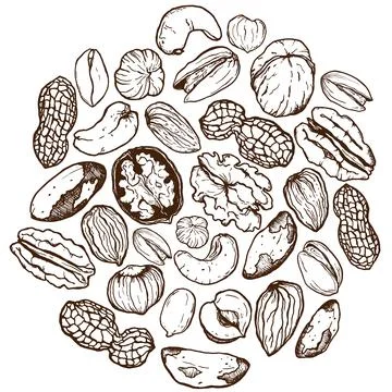 Vector line art circle composition of mix nuts. Hand painted card of pistachio Stock Illustration