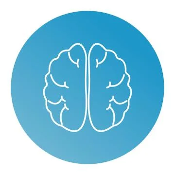 Vector line brain. Stock Illustration