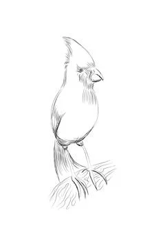 Vector line drawing bird sitting at maple tree branch, sketch of northern 스톡 일러스트