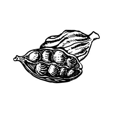 Vector line drawing handmade cardamom isolated on white background. sketches  Illustrazione stock