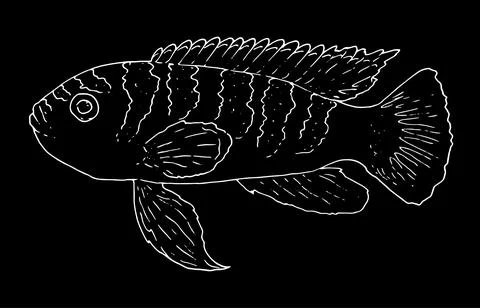 Vector linear fish in the sketch style. Aquarium fish,white outline of an Stock Illustration