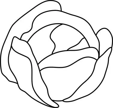 Vector linear icon cabbage, proper nutrition, vegetarian food, cabbage head.. Ilustración de archivo