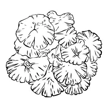 Vector linear illustration of mushroom caps. Many mushrooms top view in linea Stock Illustration