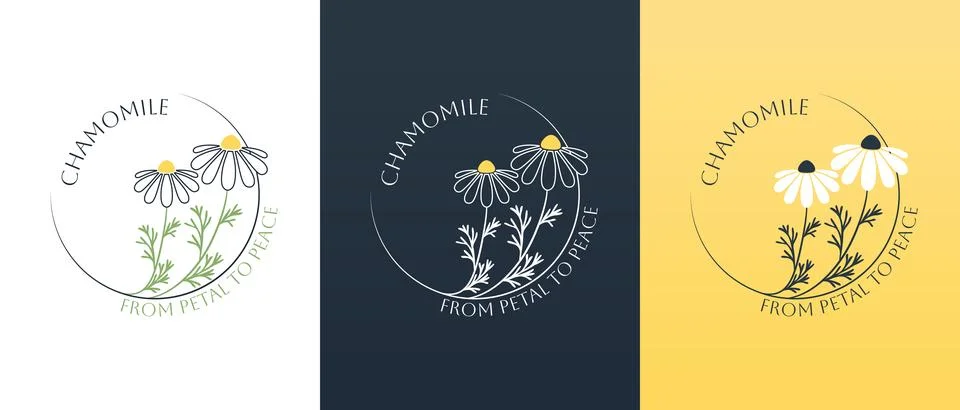 Vector logo of chamomile flower. Modern hand drawn vector daisy icons. Bran.. Stock Illustration
