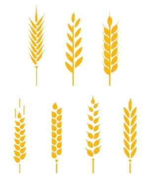 Vector logo design and elements of wheat grain. Stock Illustration