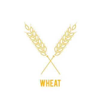 Vector logo design and elements of wheat grain. Line style logotype template Stock Illustration