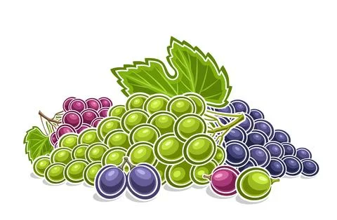 Vector logo for Grapes Stock Illustration