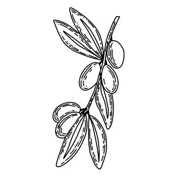 Vector logo of olives on a branch in black colour. Modern logo in doodle style Stock Illustration