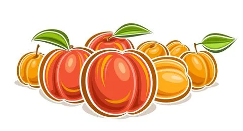 Vector logo for Peach and Apricot Stock Illustration