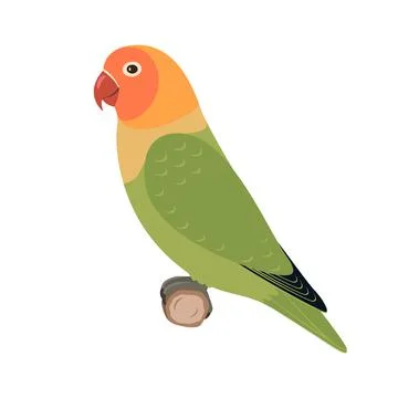 Vector lovebird parrot 스톡 일러스트