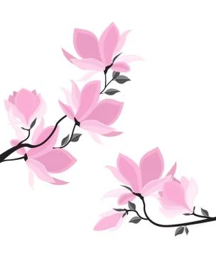 Vector magnolia flowers Stock Illustration