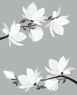 Vector magnolia flowers Stock Illustration