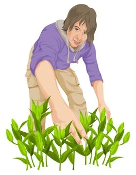Vector of man plucking vegetables. Stock Illustration
