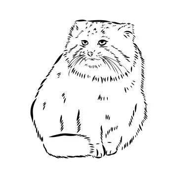 Vector manul wild cats graphic illustration manul the forest cat Stock Illustration