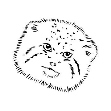 Vector manul wild cats graphic illustration manul the forest cat Stock Illustration