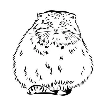 Vector manul wild cats graphic illustration manul the forest cat Stock Illustration