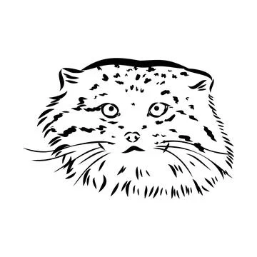 Vector manul wild cats graphic illustration manul the forest cat Stock Illustration