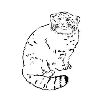 Vector manul wild cats graphic illustration manul the forest cat Stock Illustration