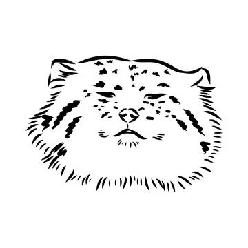 Vector manul wild cats graphic illustration manul the forest cat Stock Illustration