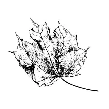 Vector maple autumn drawing leaf Stock Illustration