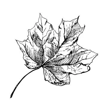 Vector maple autumn drawing leaf Stock Illustration