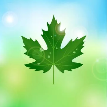 Vector maple leaf with drops of water Stock Illustration