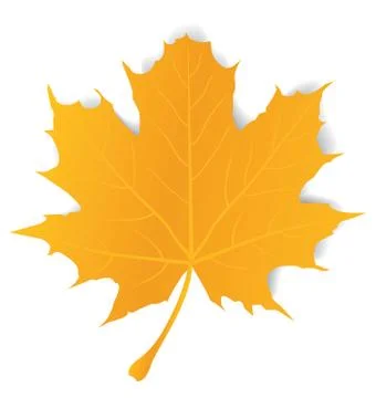 Vector Maple Leaf イラスト素材