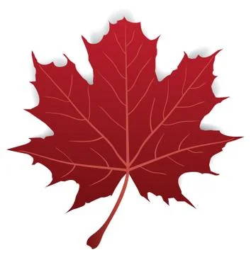 Vector Maple Leaf Stock Illustration