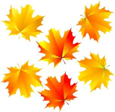 Vector maple leaves Stock Illustration