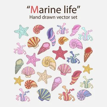 Vector marine seaweed,shells Stock Illustration