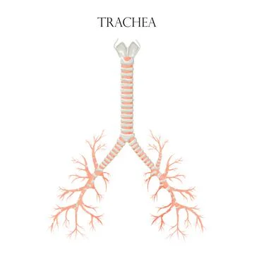 Vector medical educational biological chart for trachea diagram. Anatomy illu Stock Illustration