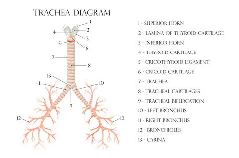 Vector medical educational biological chart for trachea diagram. Anatomy illu Stock Illustration