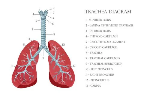 Vector medical educational biological chart for trachea diagram. Anatomy illu Stock Illustration