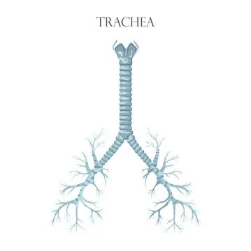 Vector medical educational biological chart for trachea diagram. Anatomy illu Stock Illustration