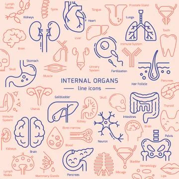 Vector medical theme pattern consisting of colored linear icons of internal Stock Illustration