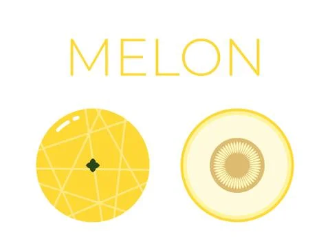 Vector of Melon and sliced half of Melon on white background Stock-Illustration