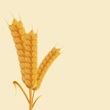 Vector modern wheat background Stockillustratie