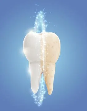 Vector molar tooth. beauty and health. tooth cleaning and personal care Stock Illustration
