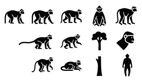 Vector monkey silhouettes and primate evolution icons with tree and human e.. Stock Illustration