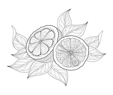 Vector Monochrome Contour Composition with Ornate Lemons and Leaves Stock Illustration