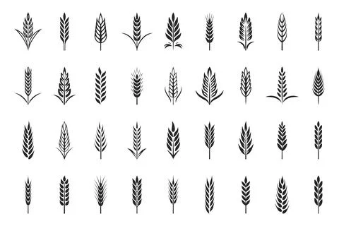 Vector Monochrome Hand-Drawn Cereal Ear Icon Set. Single Color Wheat and Grain イラスト素材