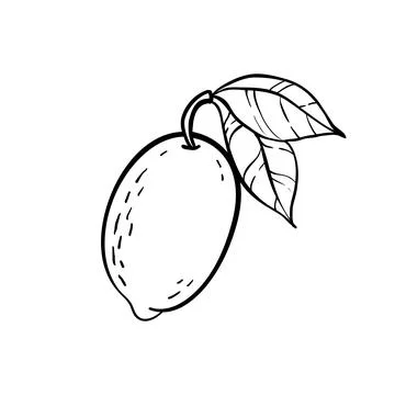 Vector monochrome illustration of lemon logo. . design for holiday greeting c Stock Illustration