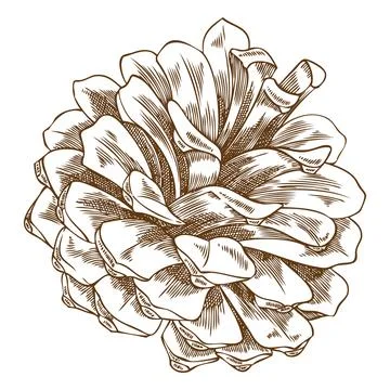 Vector monochrome pine cone icon, hand drawn. Conifer seed. 스톡 일러스트