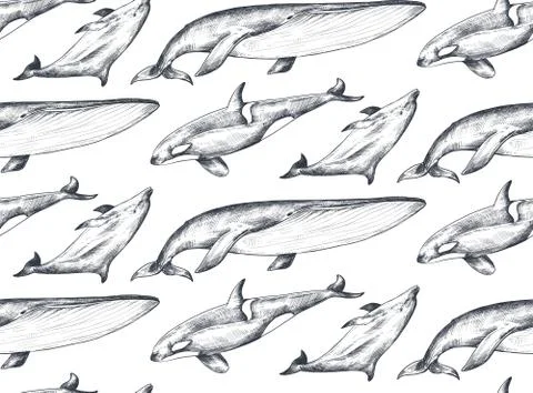 Vector monochrome seamless pattern with ocean animals whale, dolphin, orca in Stock Illustration