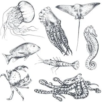 Vector monochrome seamless pattern with ocean and sea animals in sketch style. Illustrazione stock