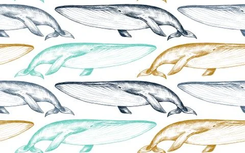 Vector monochrome seamless pattern with whales in sketch style. Stock Illustration